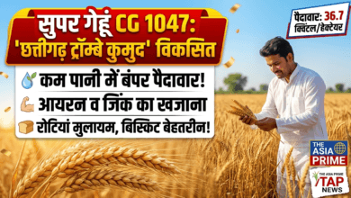 सुपर गेहूं CG 1047: कम पानी में बंपर पैदावार, आयरन-जिंक से भरपूर; BARC और IGKV ने किया विकसित 7 1787633346621