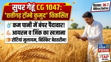 सुपर गेहूं CG 1047: कम पानी में बंपर पैदावार, आयरन-जिंक से भरपूर; BARC और IGKV ने किया विकसित 24 1787633346621