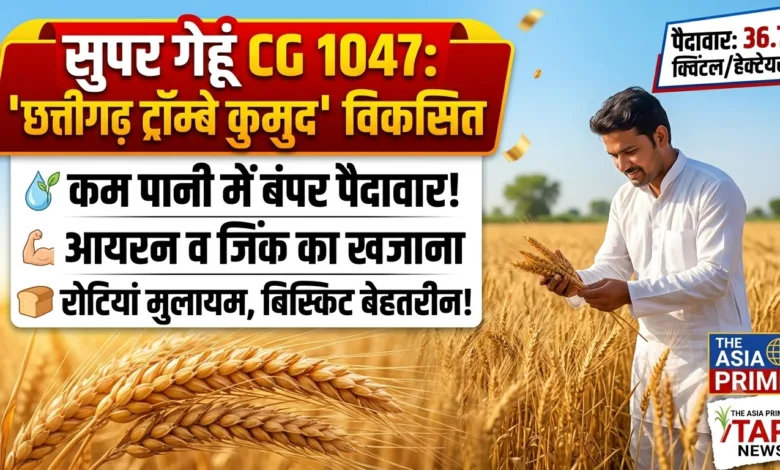 सुपर गेहूं CG 1047: कम पानी में बंपर पैदावार, आयरन-जिंक से भरपूर; BARC और IGKV ने किया विकसित 13 1787633346621